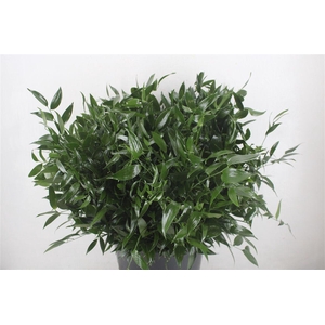 Ruscus Short 400gr P Bunch