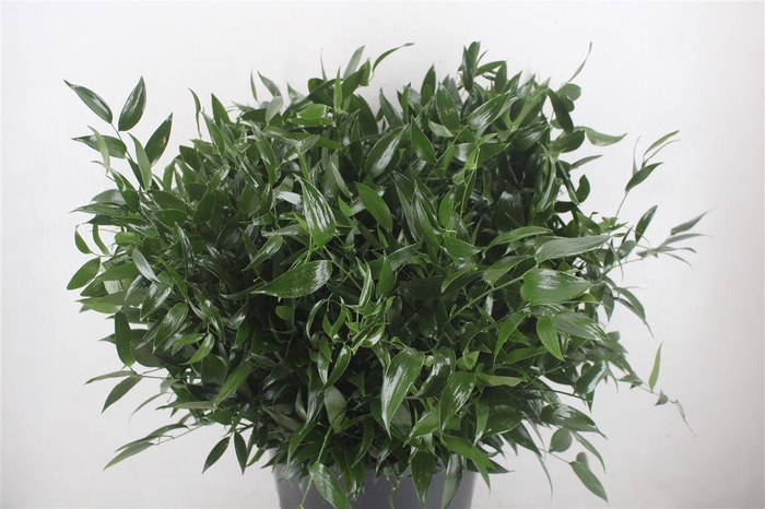 <h4>Ruscus Short 400gr P Bunch</h4>