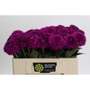 Dahlia Purple Fox