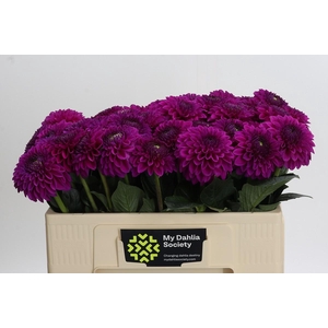 Dahlia Purple Fox
