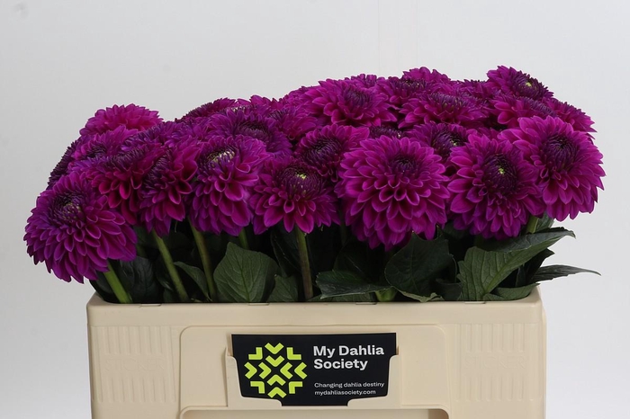 <h4>Dahlia Purple Fox</h4>