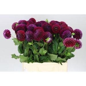 Dahlia Ivannetti