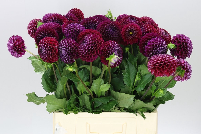 <h4>Dahlia Ivannetti</h4>