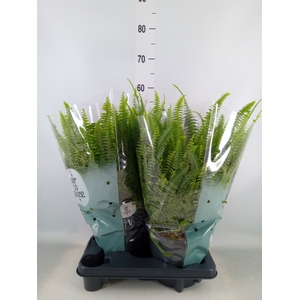 Nephrolepis exal. 'Green Lady'
