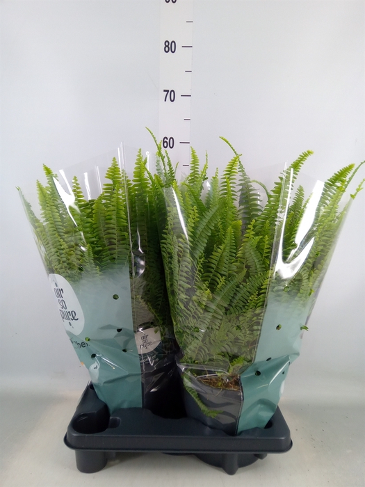 <h4>Nephrolepis exal. 'Green Lady'</h4>