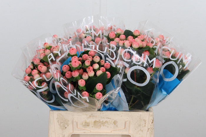 <h4>Hyp Coco Tiamo</h4>