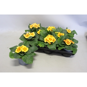 Primula acaulis Peach Shades