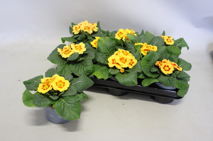 <h4>Primula acaulis Peach Shades</h4>