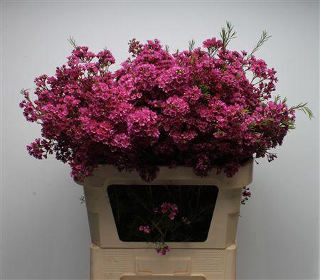 <h4>Chamelauc Vega</h4>