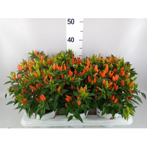 Capsicum annuum 'Santos Orange'