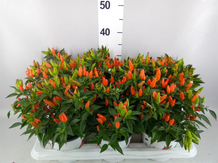 <h4>Capsicum annuum 'Santos Orange'</h4>