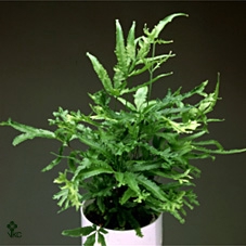 PTERIS WIMSETII