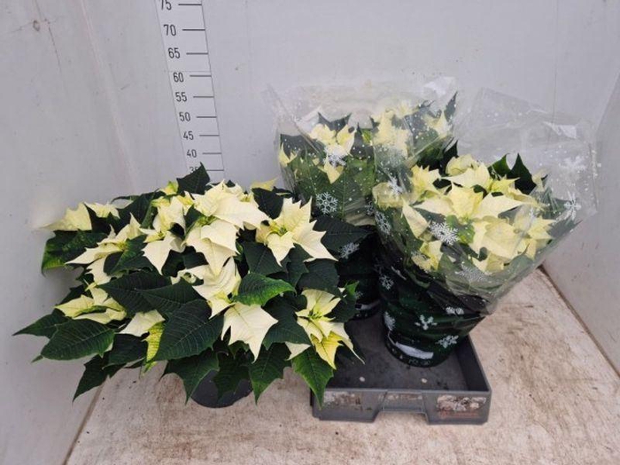 <h4>EUPHOR P ALASKA</h4>