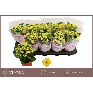 KAL GE AMARILLO YELL