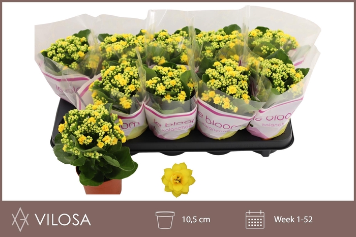 <h4>KAL GE AMARILLO YELL</h4>