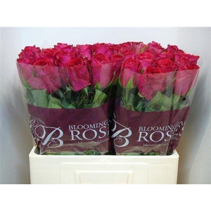 R Gr Madam Cerise