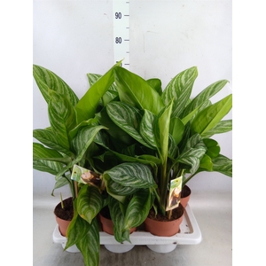 Aglaonema   ...