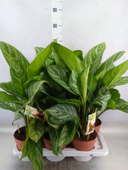 <h4>Aglaonema   ...</h4>