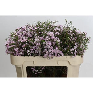 Chamelaucium Dancing Queen