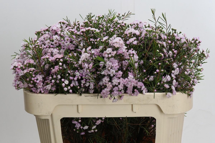 Chamelaucium Dancing Queen