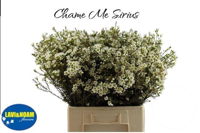 <h4>CHAME ME SIRIUS</h4>