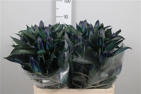 <h4>Li Or Du Blue Magic</h4>