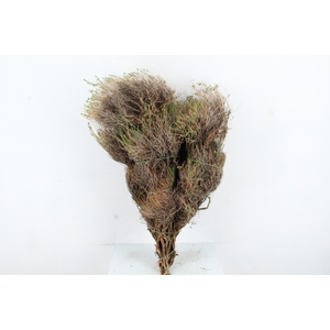 EUPHORBIA SPINOZA 1KILO
