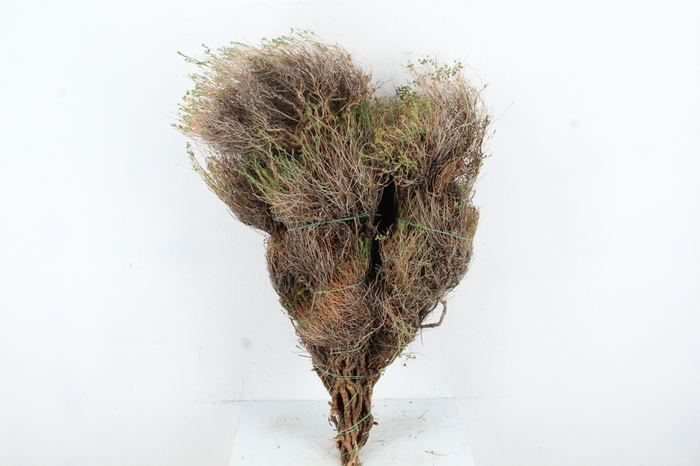 <h4>EUPHORBIA SPINOZA 1KILO</h4>