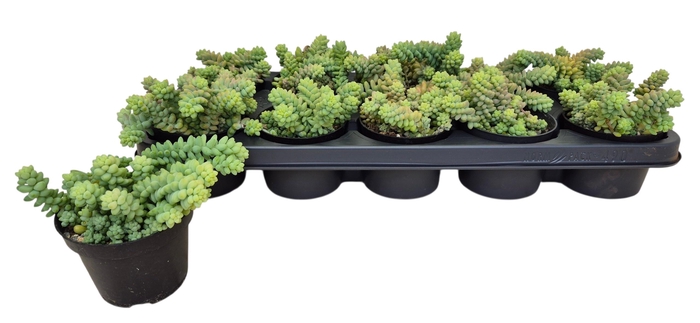 <h4>SEDUM BURRITO</h4>