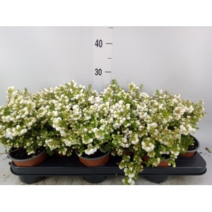 Gaultheria   ...white berry