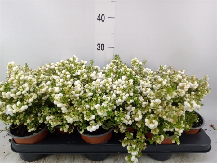 <h4>Gaultheria   ...white berry</h4>