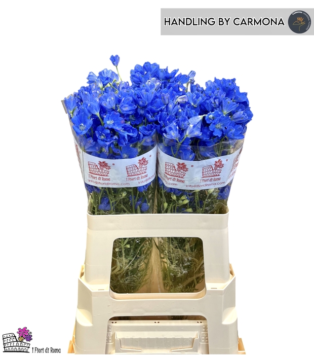 <h4>DELPH EN FASHION BLU</h4>