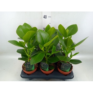 Clusia rosea 'Princess'