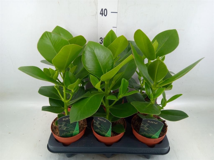 <h4>Clusia rosea 'Princess'</h4>