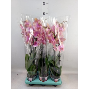 Phalaenopsis   ...