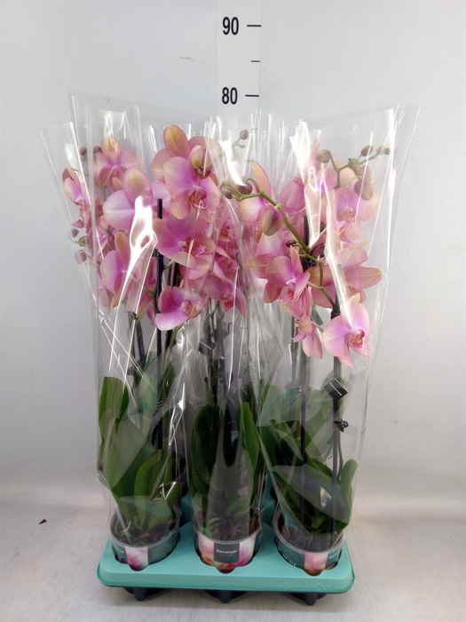 <h4>Phalaenopsis ...</h4>