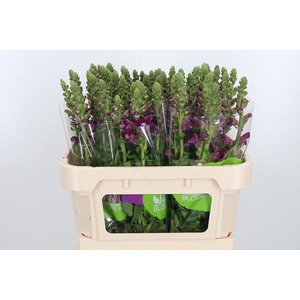 Antir Avignon Da Red