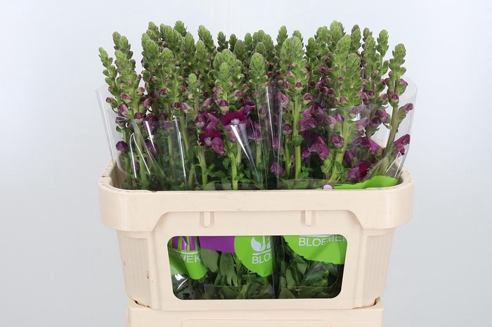 <h4>Antir Avignon Da Red</h4>