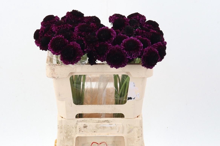 <h4>SCAB AT RE VEL SCOOP</h4>