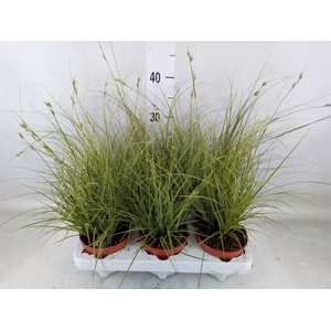 Carex brunnea 'Jubilo'