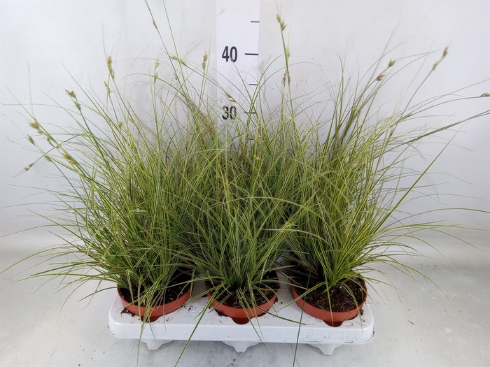 <h4>Carex brunnea 'Jubilo'</h4>