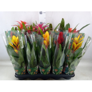 Bromelia   ...mix  6