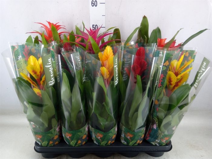 <h4>Bromelia   ...mix  6</h4>