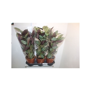 Ctenanthe Compactsta 19cm Pot