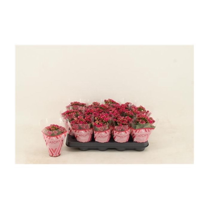 <h4>Kalanchoe Double Purple</h4>