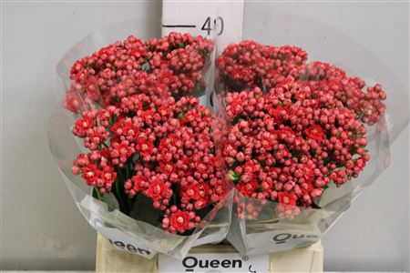 <h4>Kal Prett Red Meadow</h4>