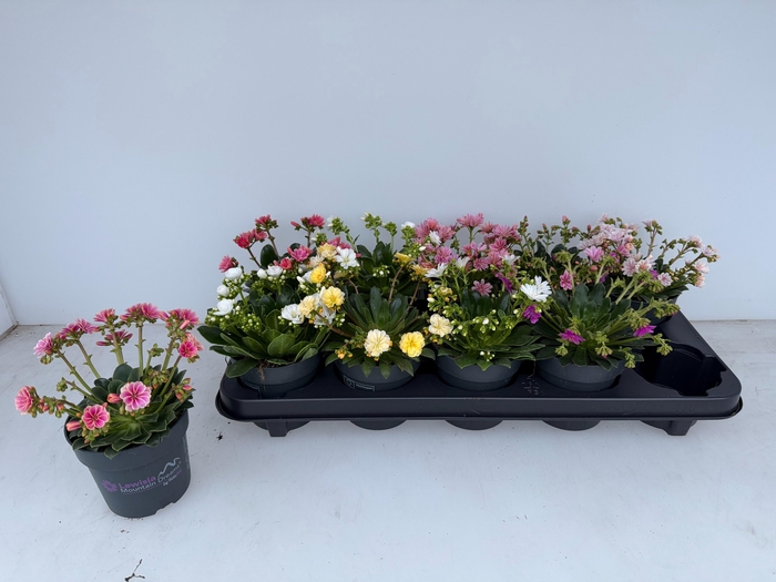 <h4>LEWI MOU DREAMS GEM</h4>