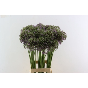 Allium Gladiator Zaad