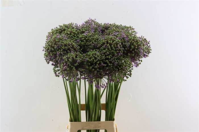 <h4>Allium Gladiator Zaad</h4>