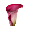 CALLA ROMANCE 040 CM